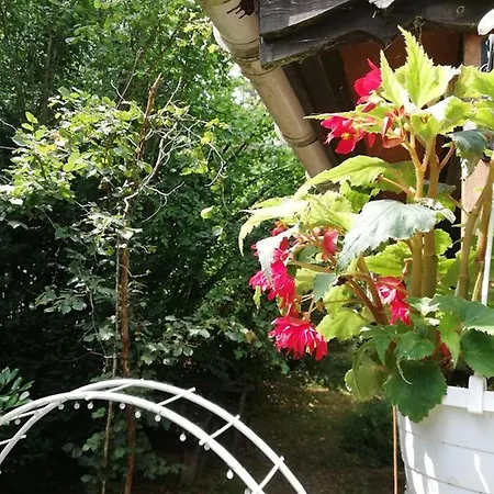 Titi's * דורבורי